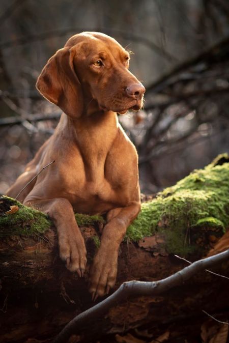 Grappa Vizsla Holly Dogsland