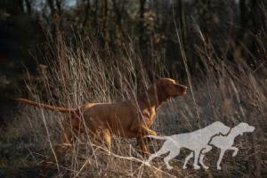 Grappa Vizsla Holly Dogsland