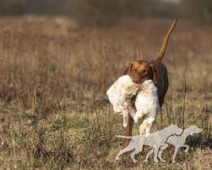Grappa Vizsla Holly Dogsland