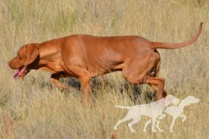 Vulcano de la Serrota