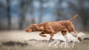 Crimson Sky's Purple Rain