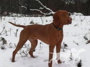 Einar