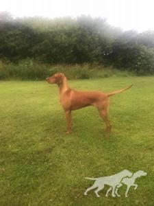 Bitcon Flame Dancer of Ewehill