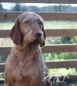Yash By Ravasz To Leiborschy