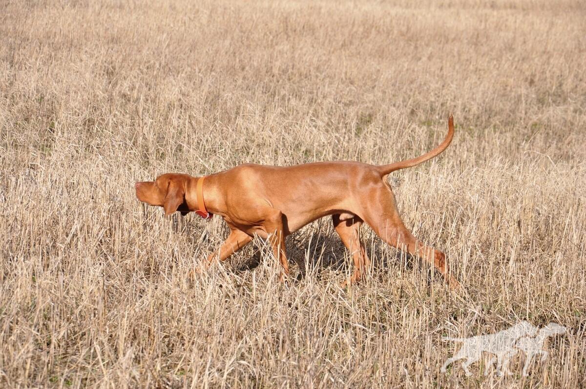 Nord Pepperoni Team