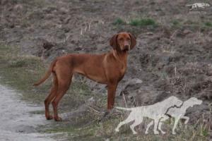 Nesca Pepperoni Team