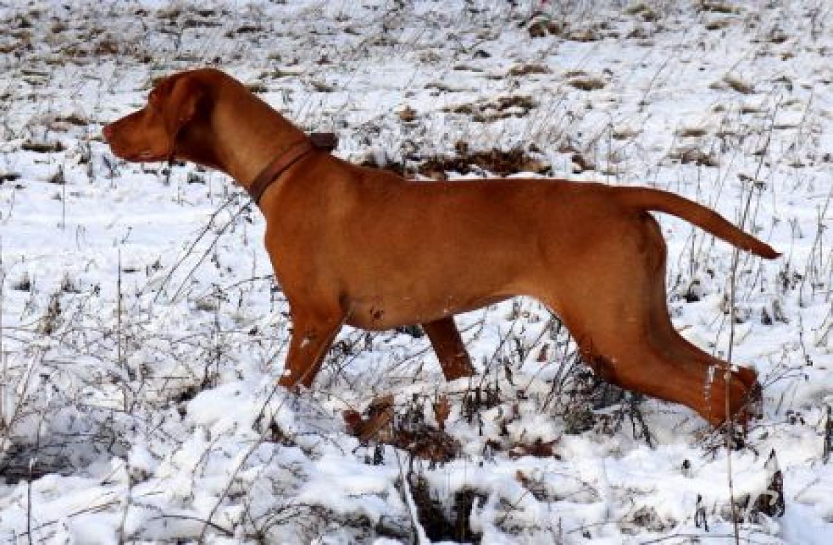 Pepper von den Reithen slx