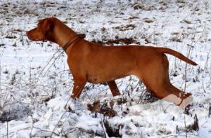 Pepper von den Reithen slx