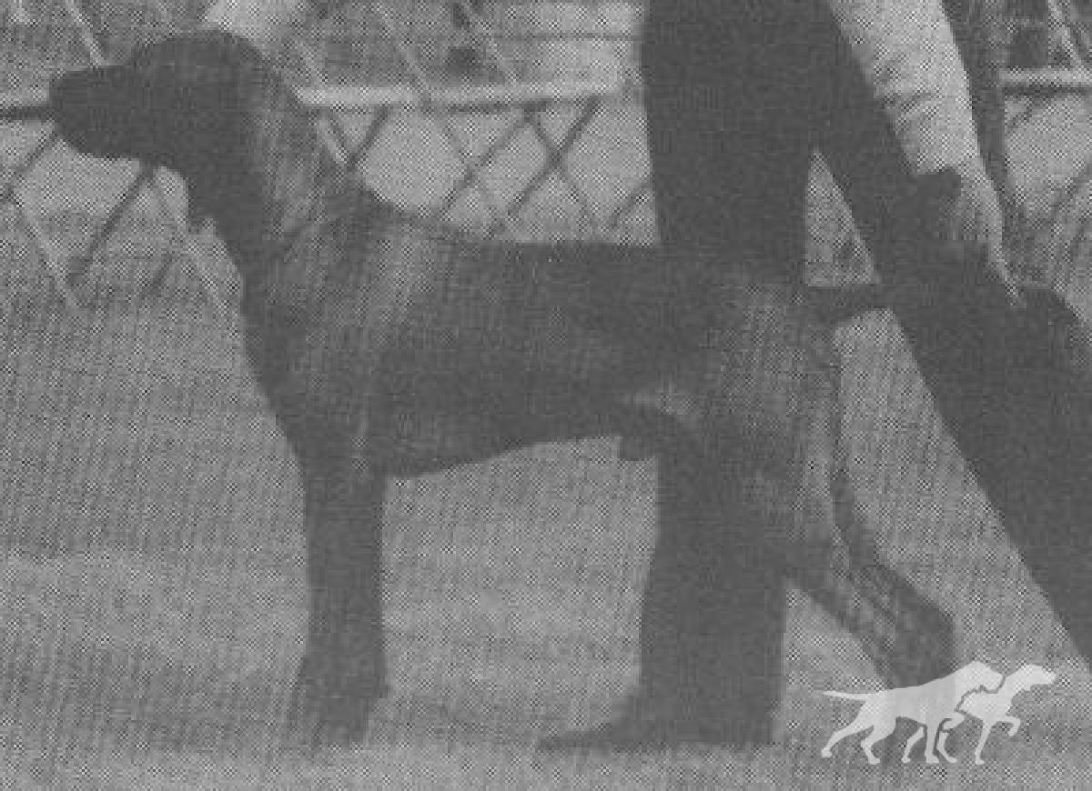 Alsziv Pasque