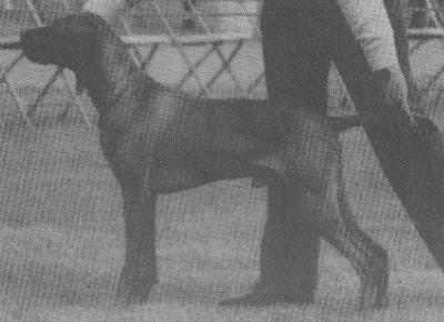 Alsziv Pasque