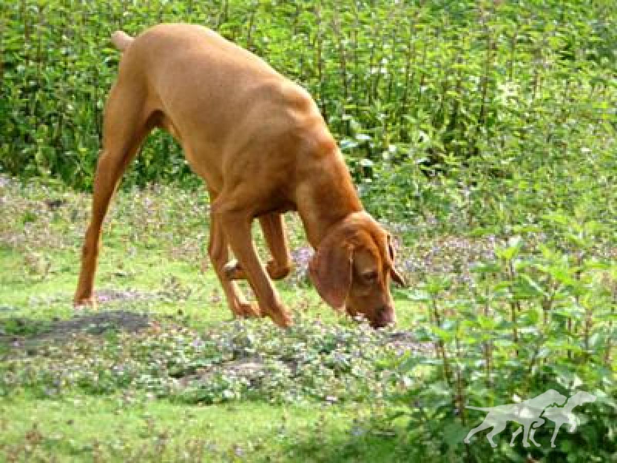 Bark van de Struyver