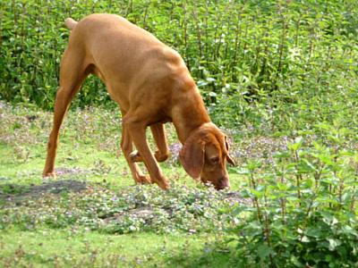 Bark van de Struyver