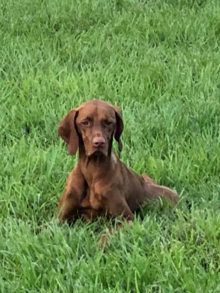 Lola Stone