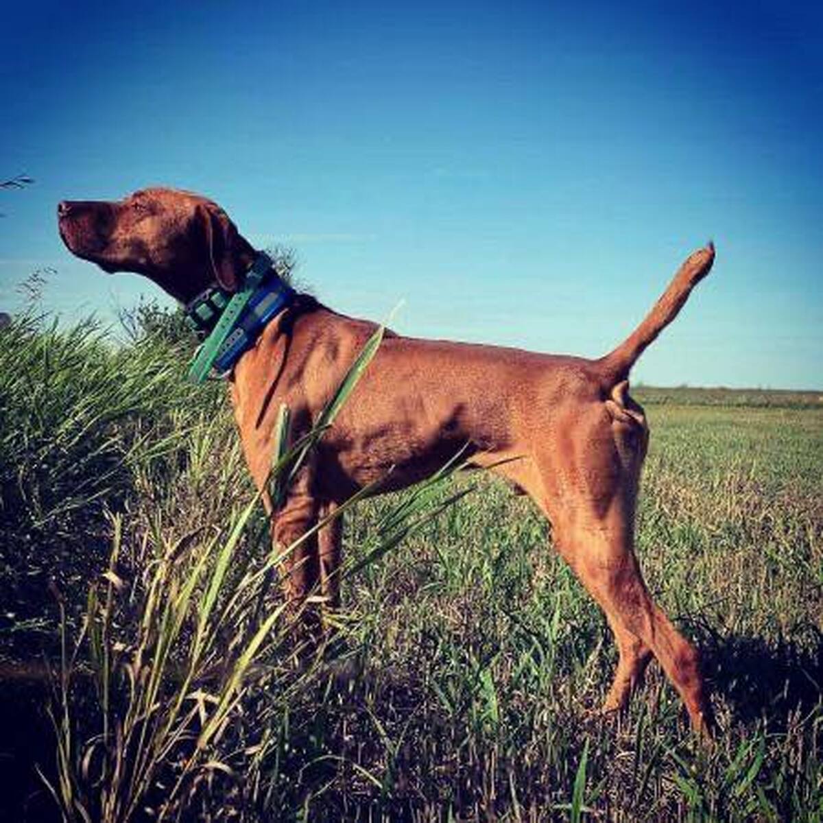 Cv's Red Headed Flying Dutchman
