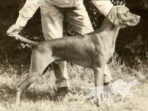 Gardenway Dramatist