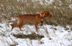 Faded Copper's Boots on the Trail