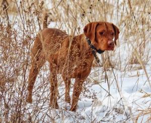Burr Oak's Sami