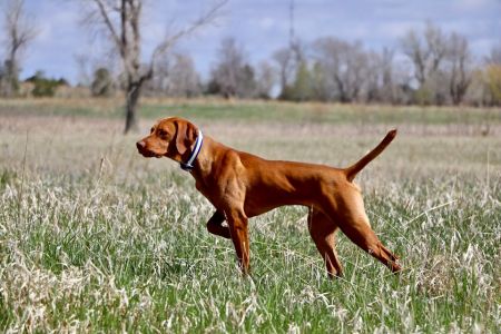 Pine River's Alpine Bodacious Legacy