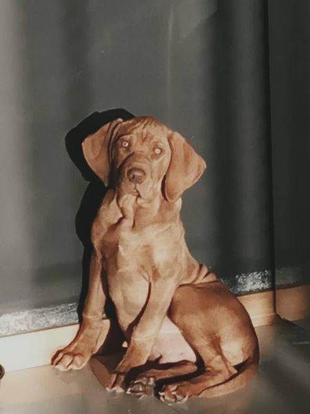 Casper Kenzo da Quinta das Gias
