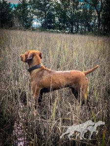 Sir Charles of Silvercreek