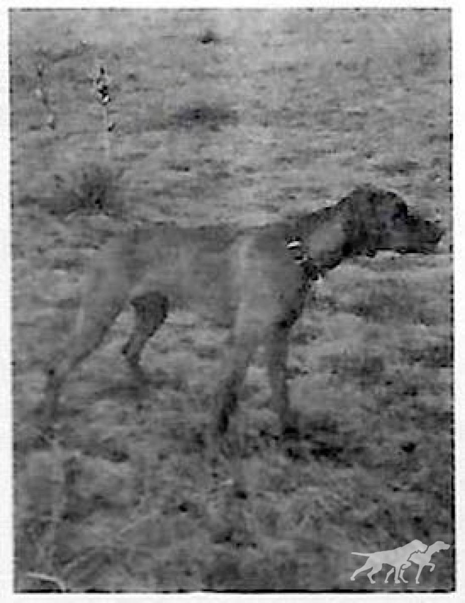 Bundle's Red Ruffian