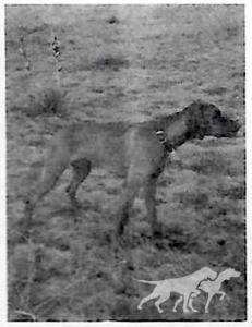 Bundle's Red Ruffian