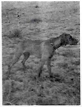Bundle's Red Ruffian