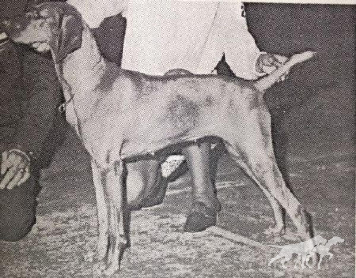 Totton's Fenyes Vadasz
