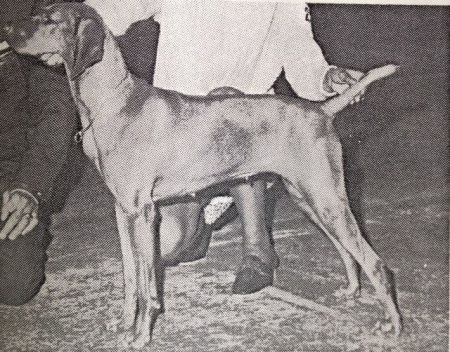 Totton's Fenyes Vadasz