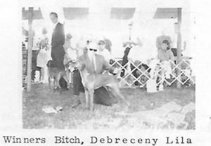 Debreceny Lila