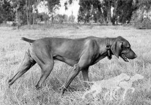 Baron Corky of Hari