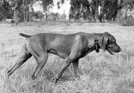 Baron Corky of Hari