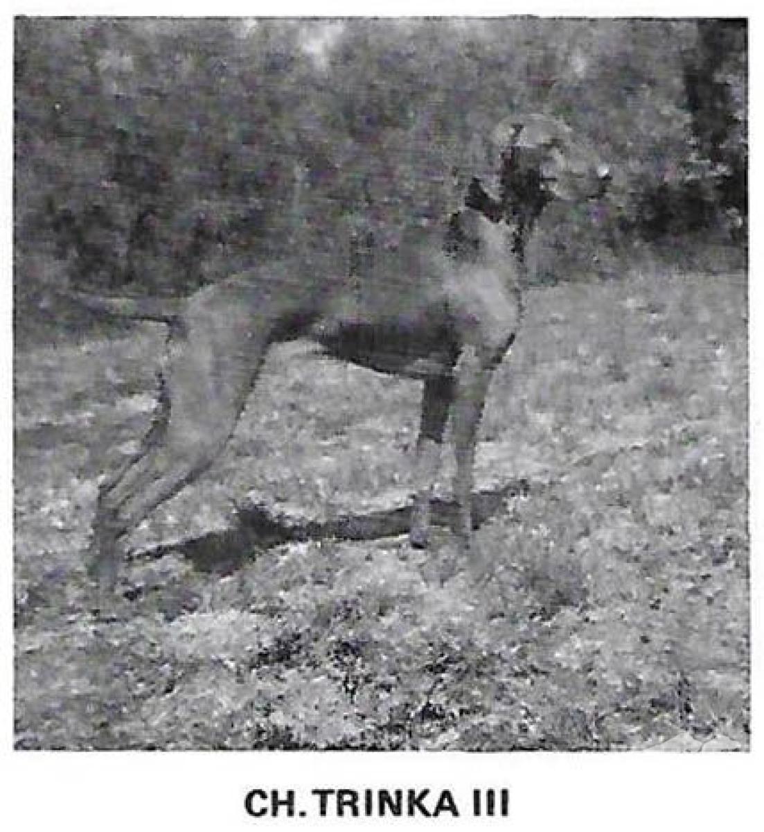 Trinka III