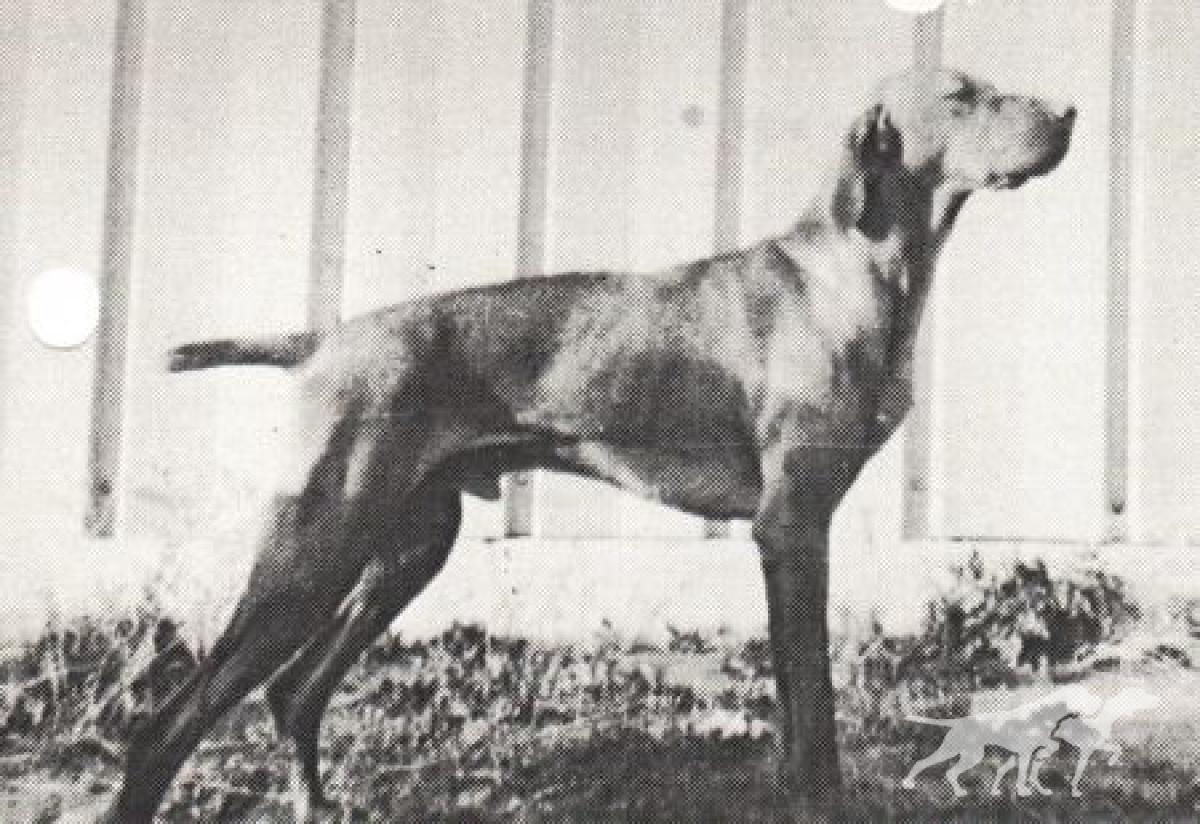 Arco's Zarr v Hunt