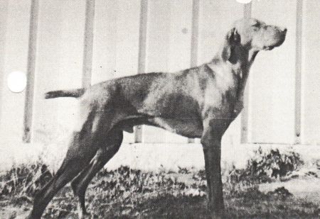 Arco's Zarr v Hunt