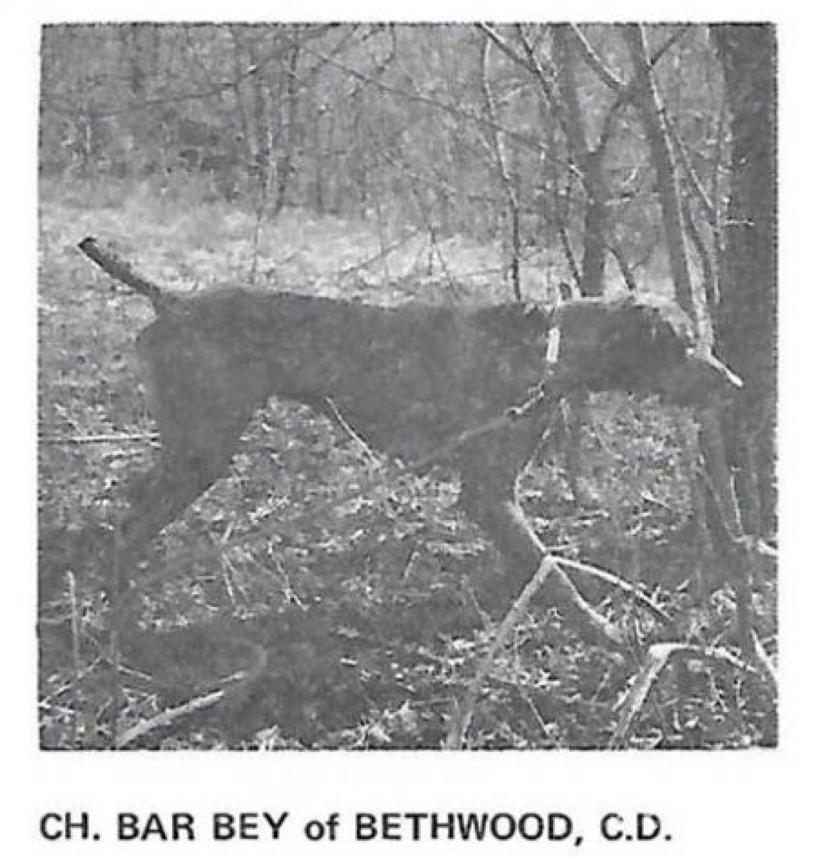 Bar Bey of Bethwood