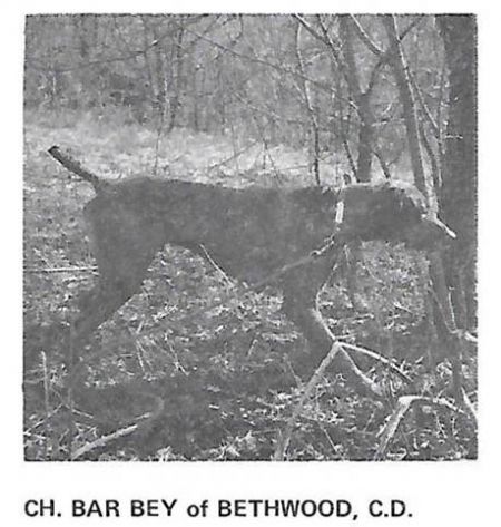 Bar Bey of Bethwood