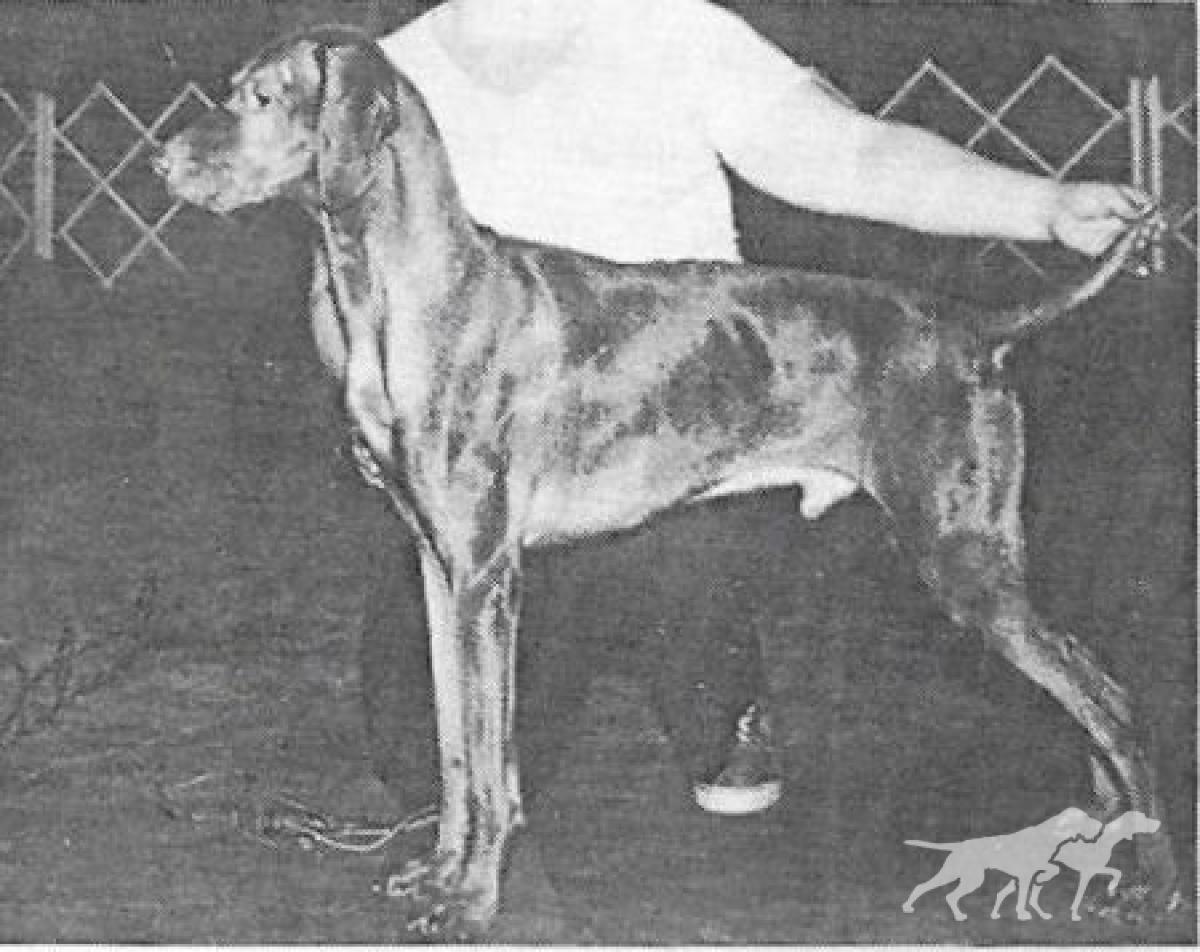 Ed's Golden Gypsy Of Hanover