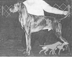 Ed's Golden Gypsy Of Hanover