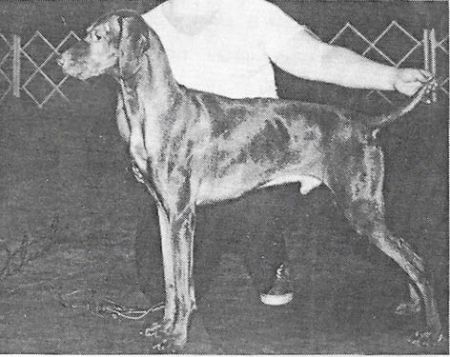 Ed's Golden Gypsy Of Hanover