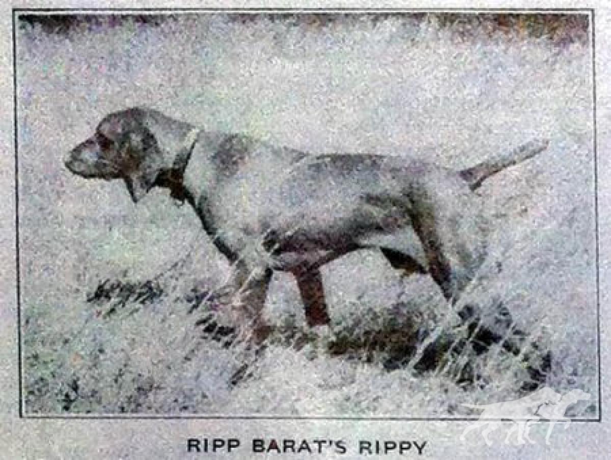 Ripp Barat's Rippy