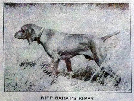 Ripp Barat's Rippy