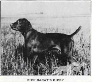 Ripp Barat's Rippy
