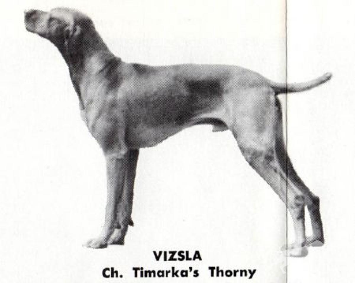 Timarkas Thorny