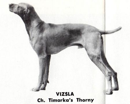 Timarkas Thorny