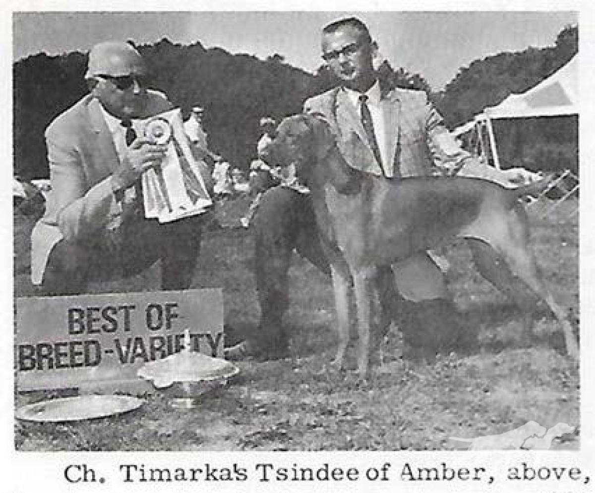 Timarkas Tsindee Of Amber