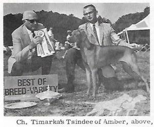Timarkas Tsindee Of Amber