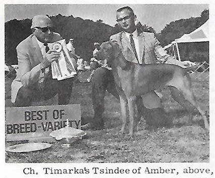 Timarkas Tsindee Of Amber