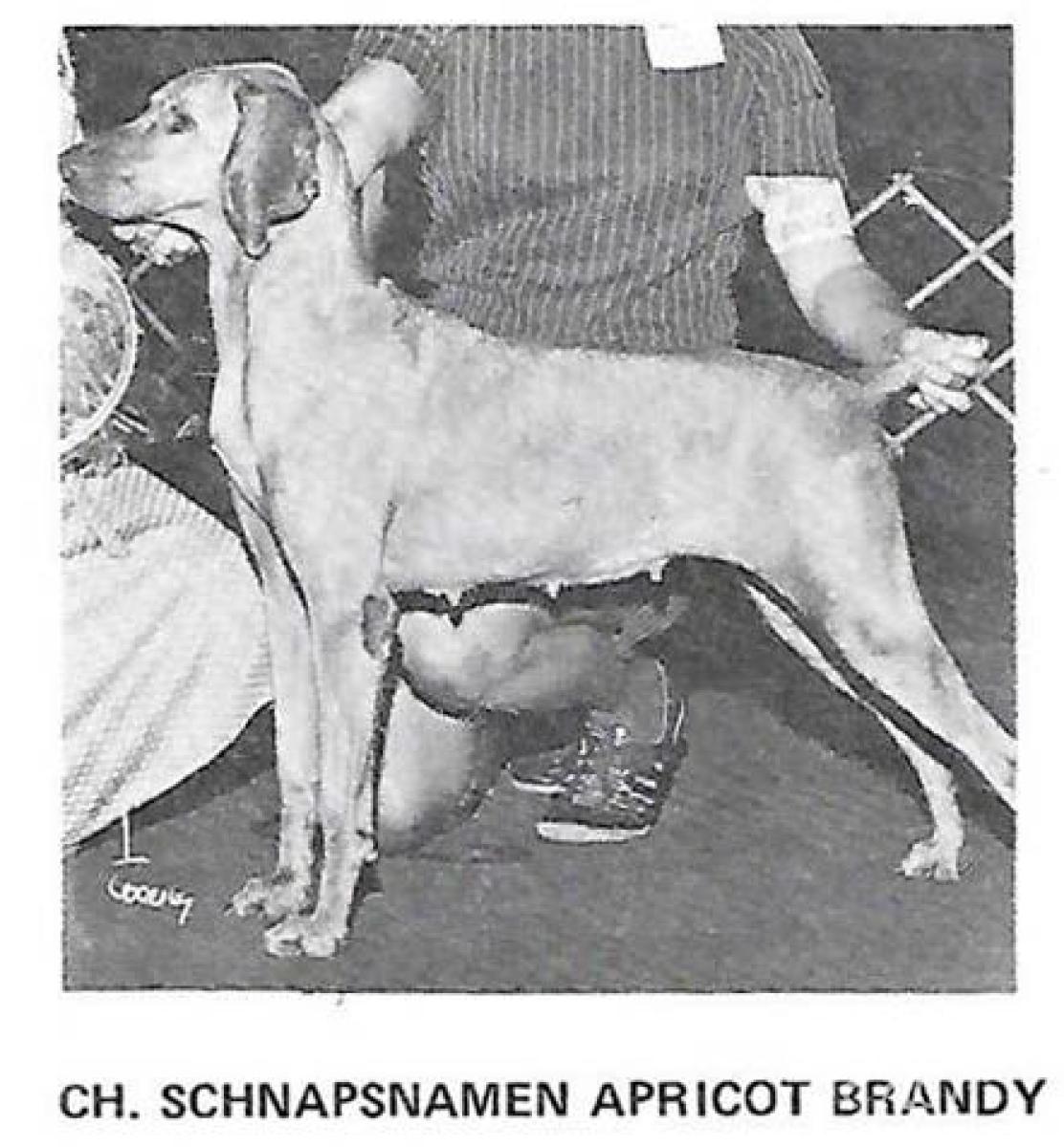 Schnapsnamen Apricot Brandy