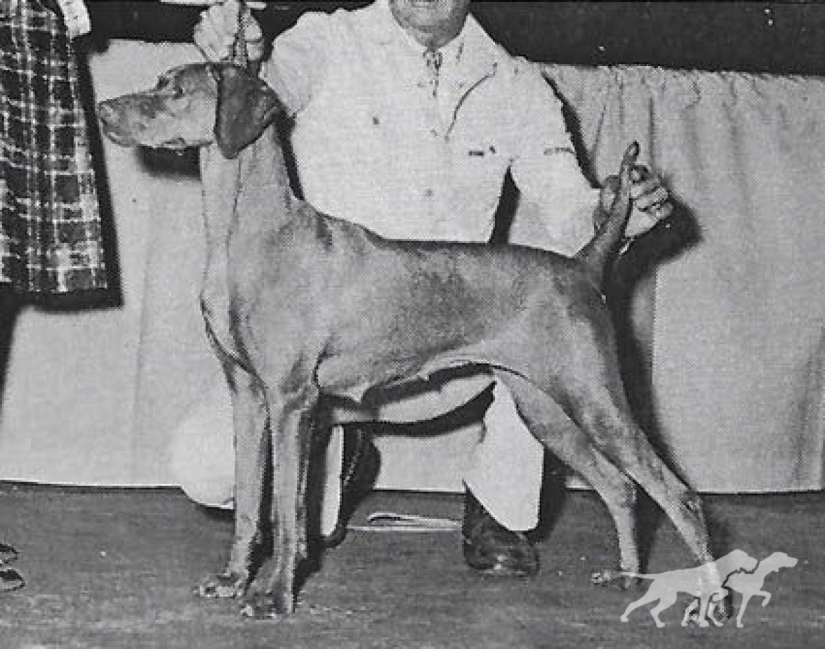 El-Jo's Country Girl